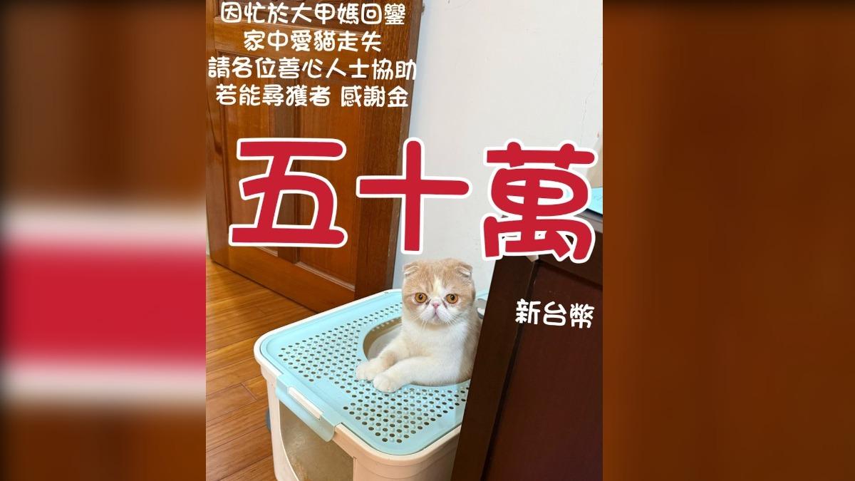 大甲媽回鑾家唱空城!台中喵偷溜走失 飼主祭50萬賞金曝線索