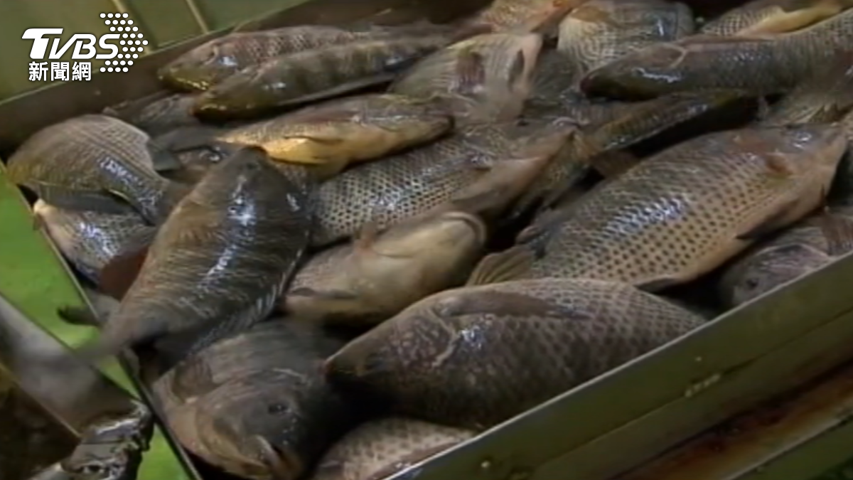 料理吳郭魚刺傷手!婦染「嗜肉菌」險沒命 醫:1招可預防