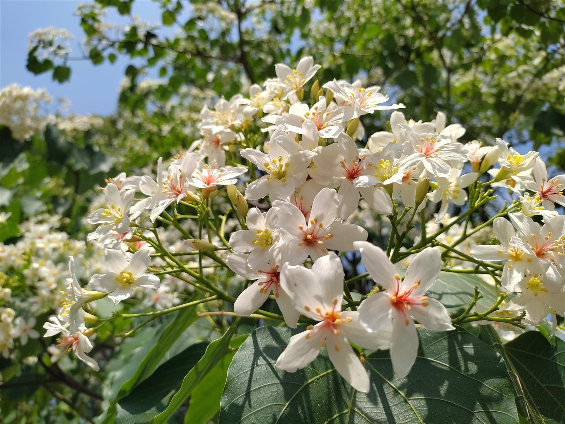 桐花季-桐花步道-桐花季2025-油桐花景點