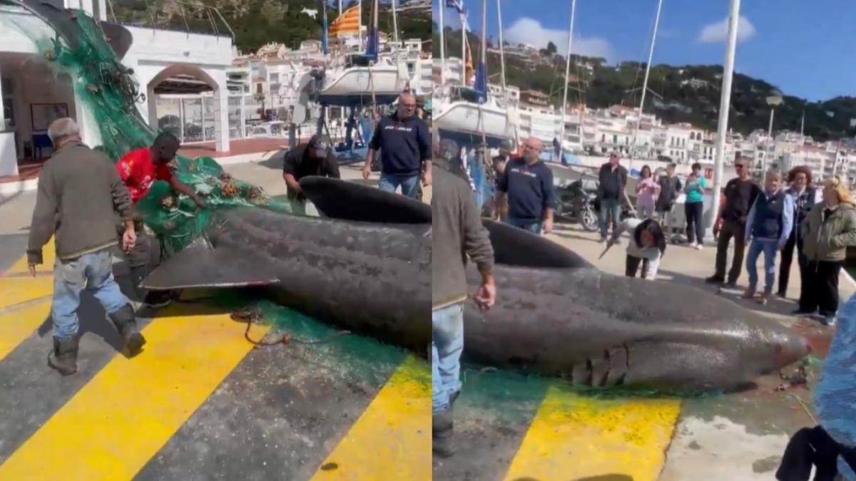 西班牙捕獲海中巨獸！長6.7公尺　專家曝是瀕危姥鯊