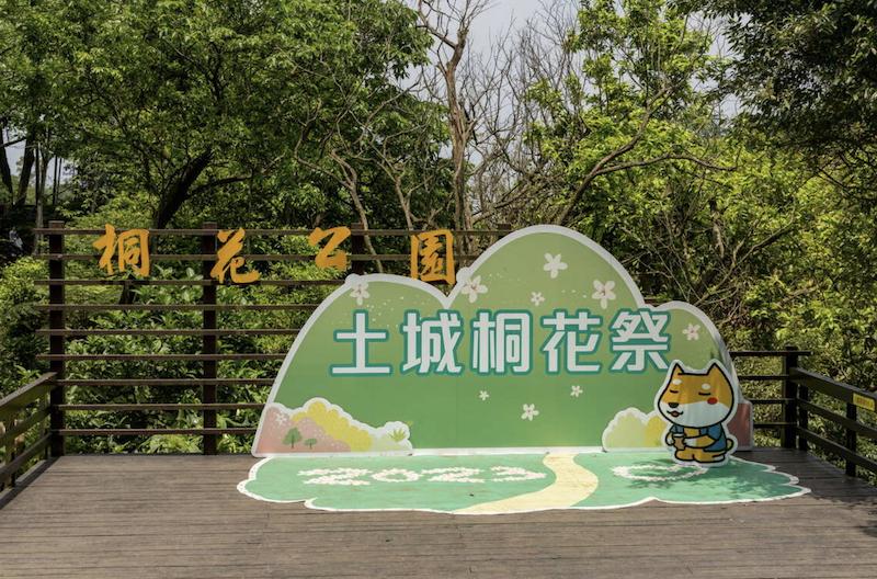 桐花季-桐花步道-桐花季2025-油桐花景點