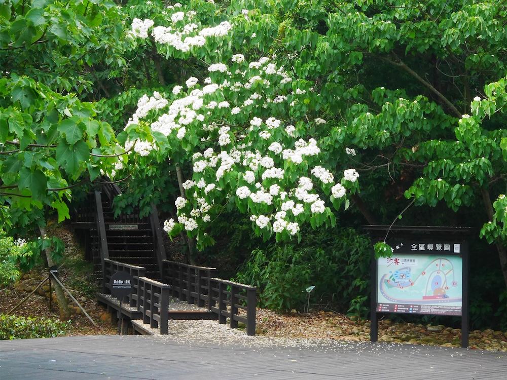 桐花季-桐花步道-桐花季2025-油桐花景點