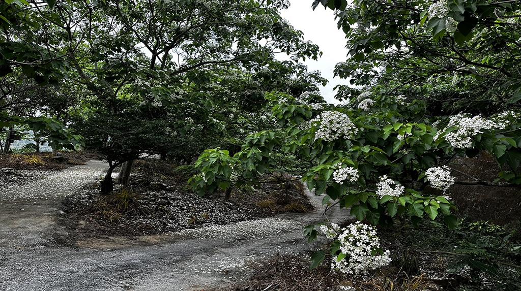 桐花季-桐花步道-桐花季2025-油桐花景點