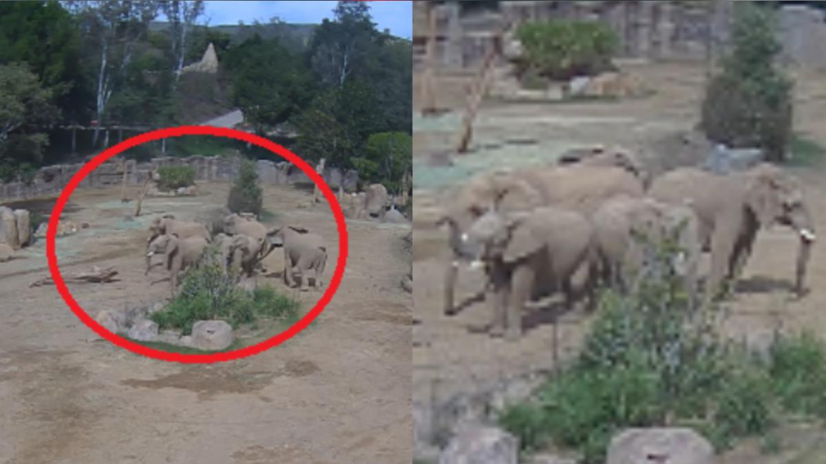加州5.2地震狂搖!大象集體圍圈保護小象 動物園驚人瞬間