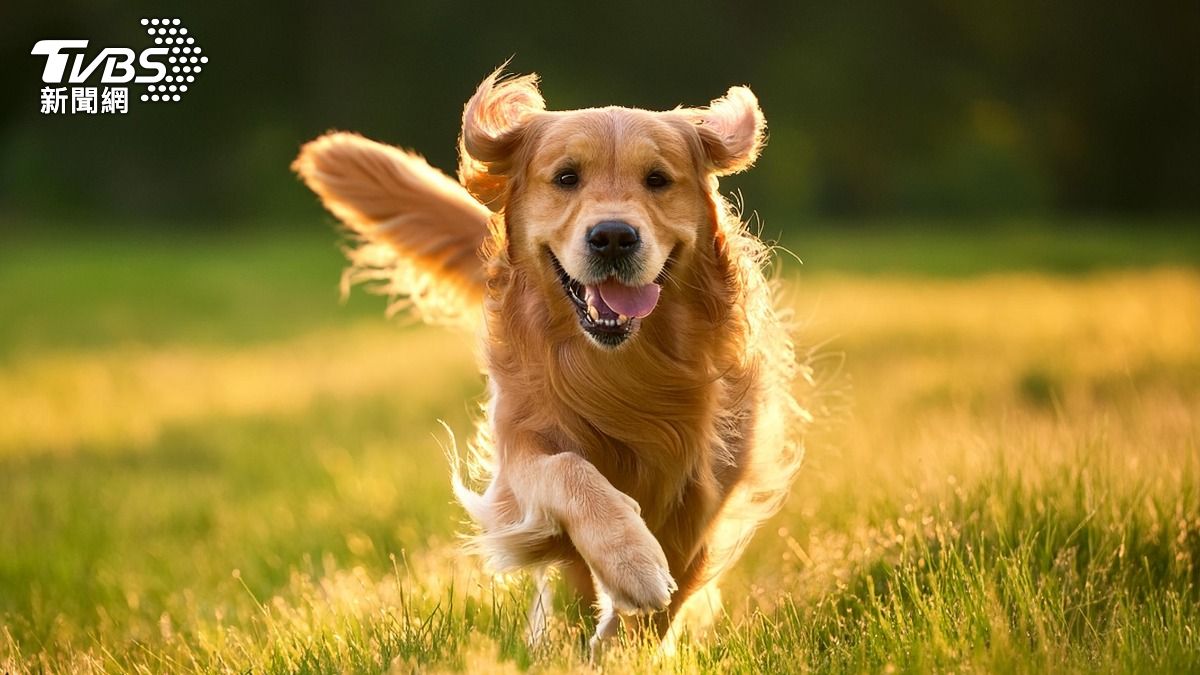 陸8旬嬤遭「黃金獵犬」撞死!飼主嫌賠償金太貴拒付 下場大快人心
