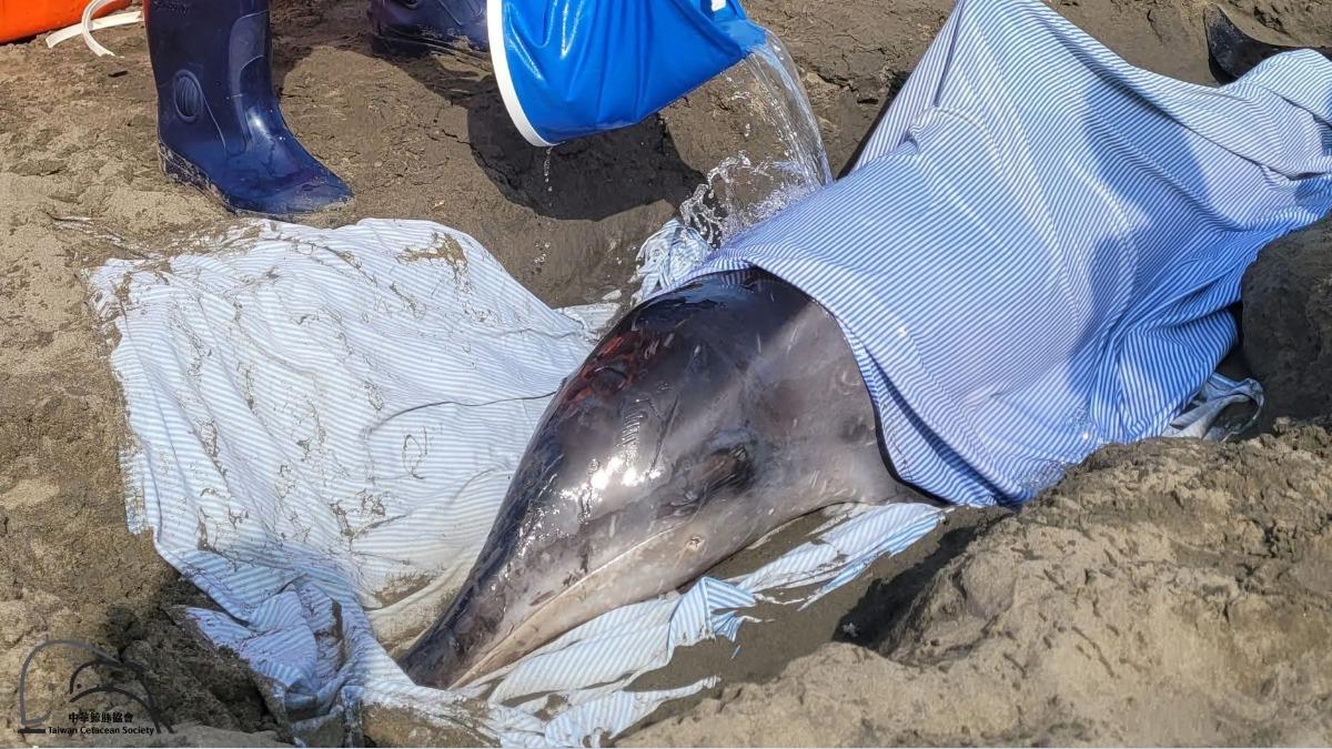 海豚遭人為槍殺!岸邊擱淺死亡 專家痛心:體內有2子彈