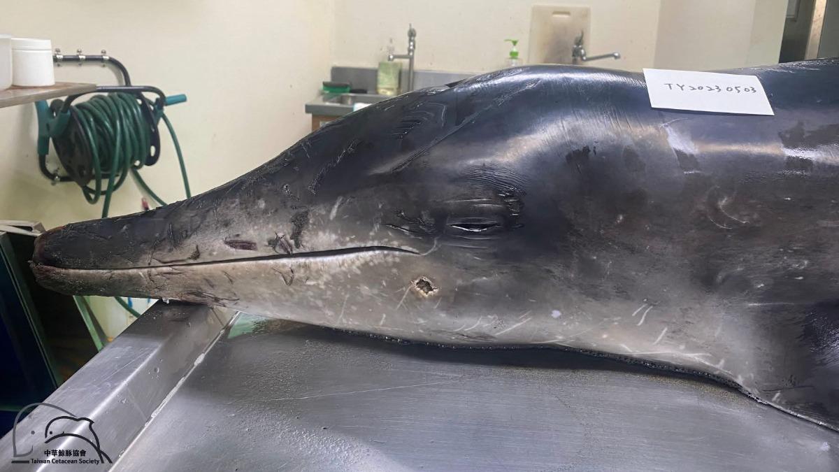 該糙齒海豚中彈身亡。(圖/海洋委員會海洋保育署 提供)