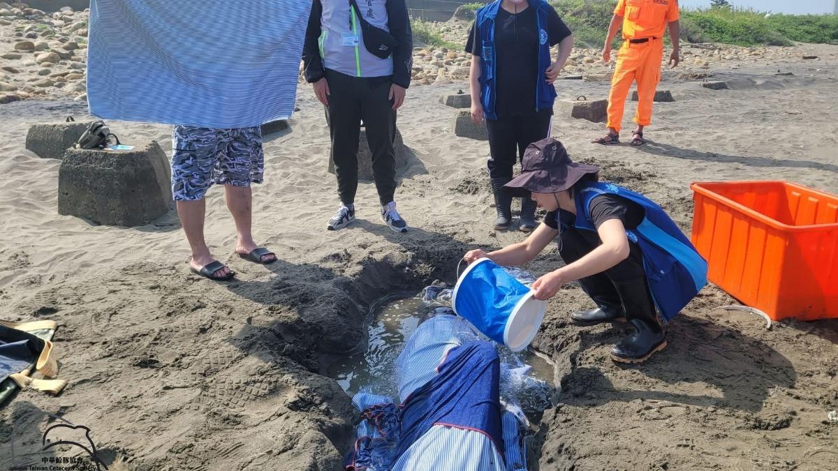 該糙齒海豚救援過程中就已死亡。(圖/海洋委員會海洋保育署 提供)
