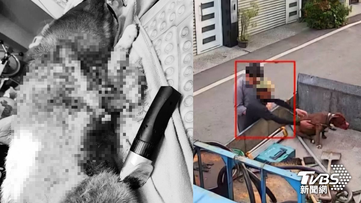 比特犬咬死柴犬!飼主稱牠被打死「屍體去向成謎」 動保科要查了