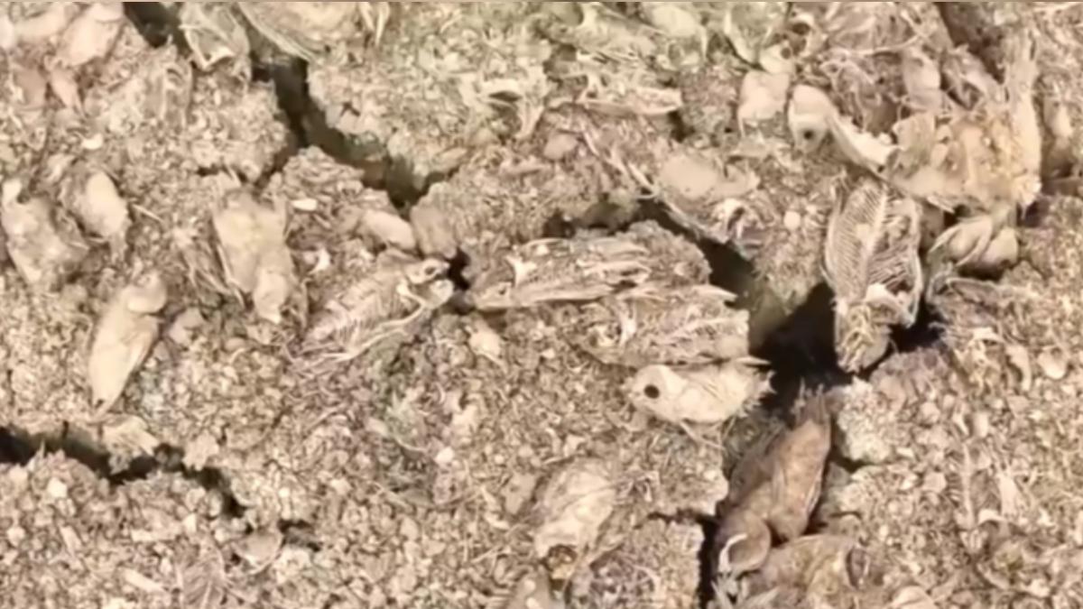 從去年9月來就沒下過雨!廣西農村陷缺水危機 池塘乾涸無水灌溉