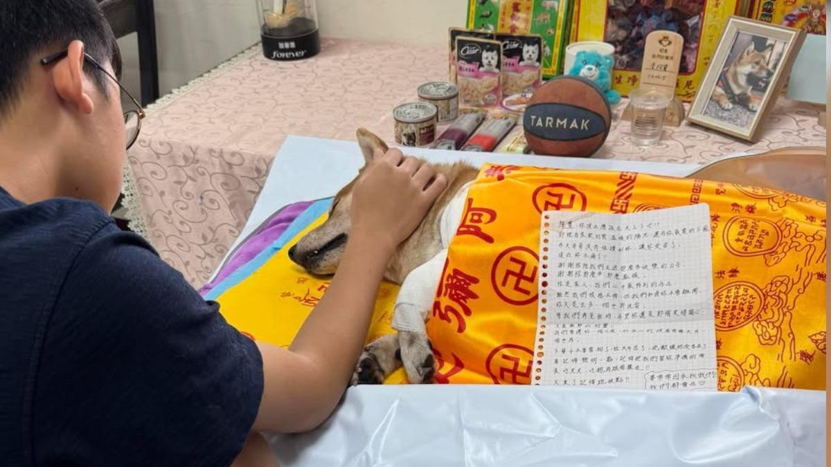 柴犬遭比特犬撕咬亡 飼主手寫信淚喊:被欺負快跑別呆搖尾