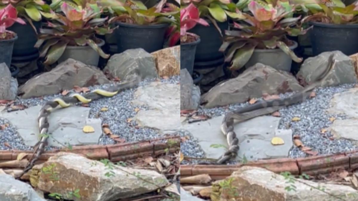 交配儀式?泰女後花園目睹「雙蛇共舞」嚇傻 瘋狂交纏扭動