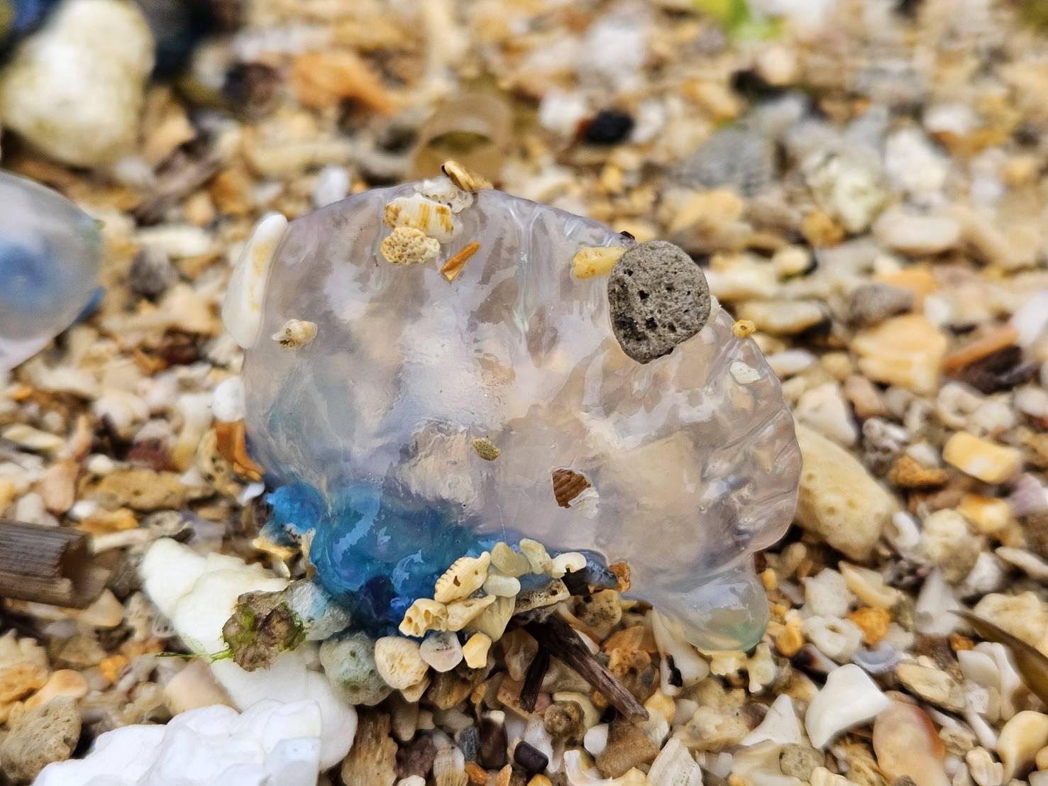 僧帽水母-僧帽水母台灣-僧帽水母螫傷-僧帽水母毒性