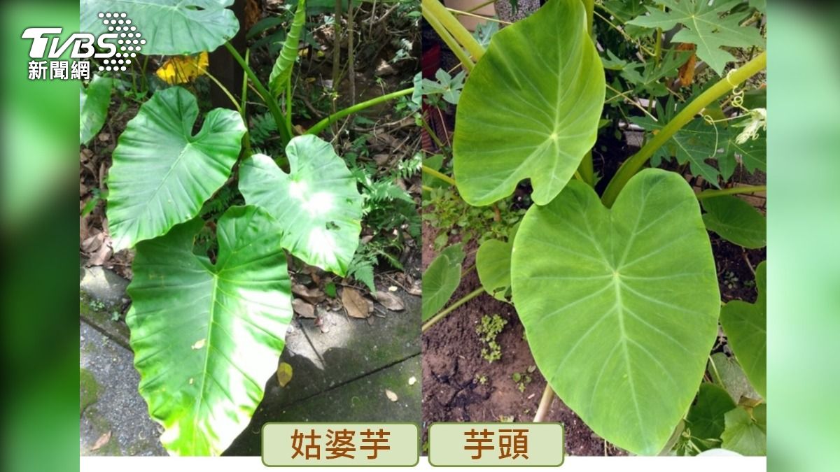 誤食姑婆芋險喪命 醫籲勿食不明野菜