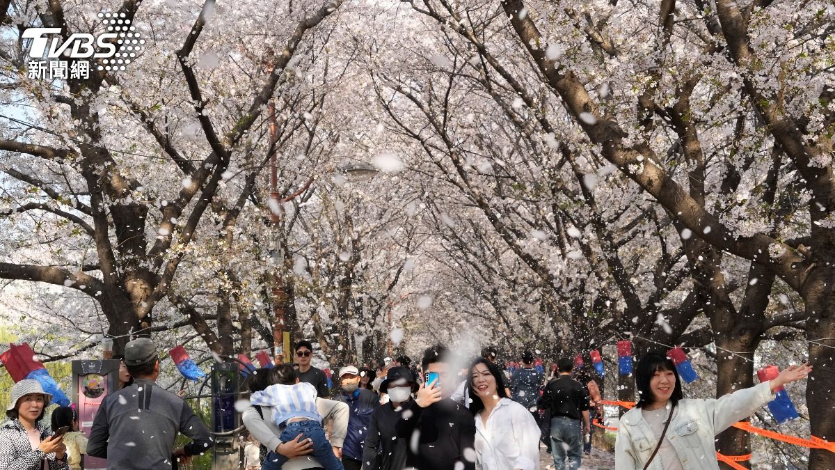 首爾為防賞櫻留下垃圾，擴大環保外送服務（圖／AP）