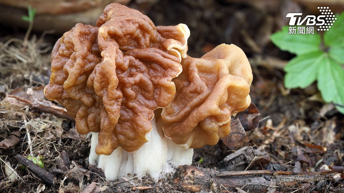 調查結果顯示,村民可能是因為食用假羊肚菌而罹患致命罕病。(示意圖/shutterstock 達志影像)