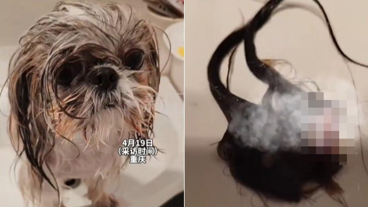 陸女給西施犬綁雙馬尾4天 一洗澡「耳朵掉了」嚇到腿軟