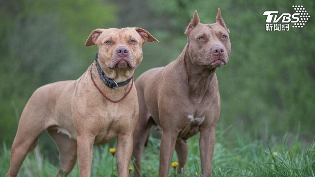 美老婦「全程清醒」遭2比特犬撕咬亡 飼主被判史上最重刑