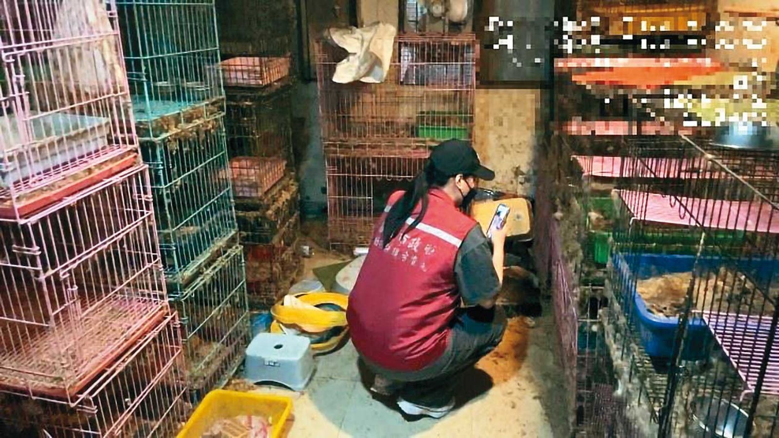 新北市動保處負責動物保護業務,自身廠商卻傳出虐貓爭議,可說是相當諷刺。(圖/翻攝新北市動保處官網)