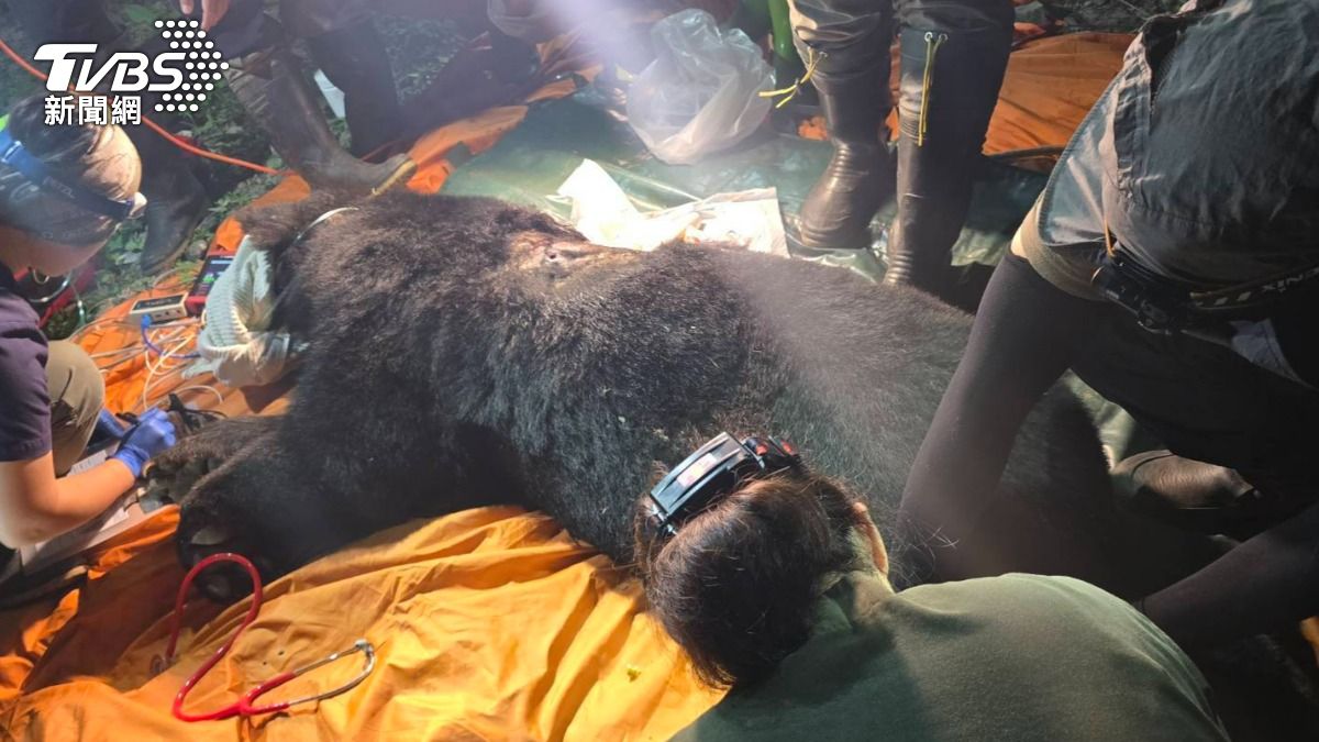 入侵雞舍、咬死4犬!花蓮部落黑熊「中彈」 傷重安樂死