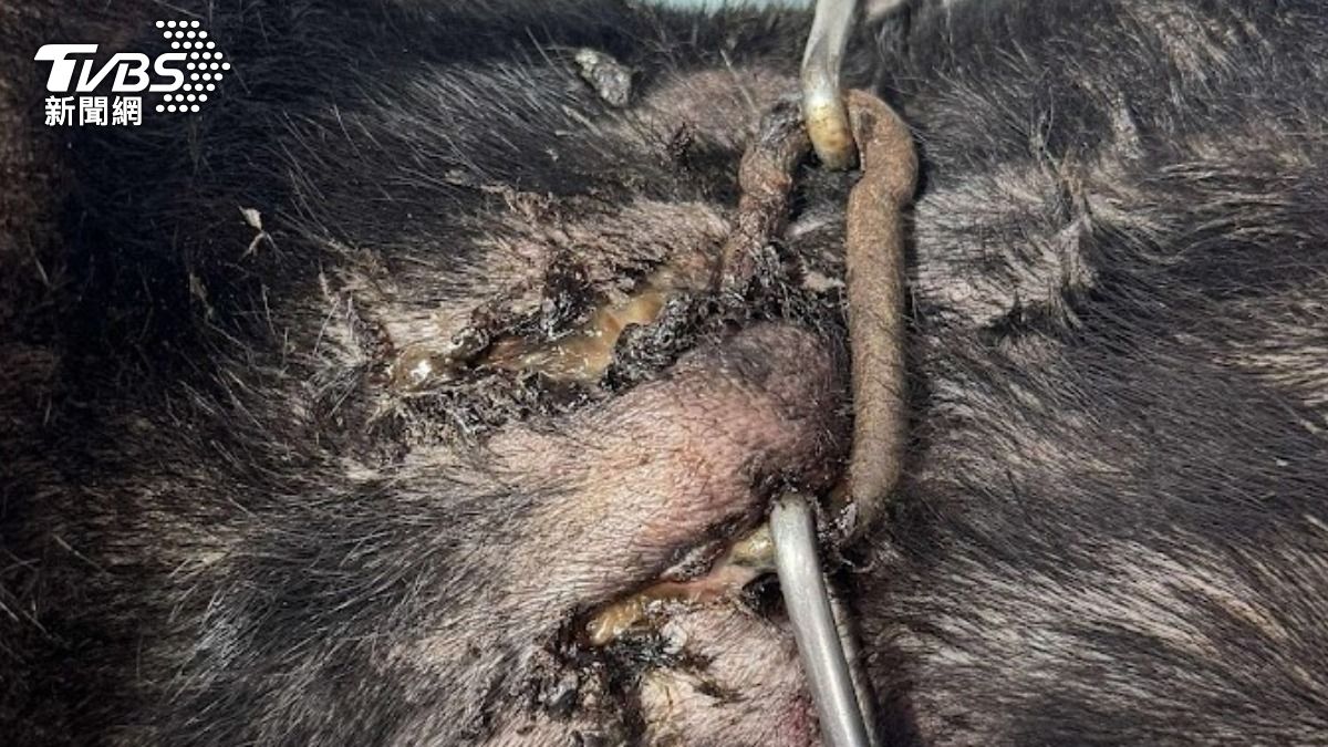 犬隻不當飼養導致鐵鍊卡入脖頸肉。(圖/TVBS)