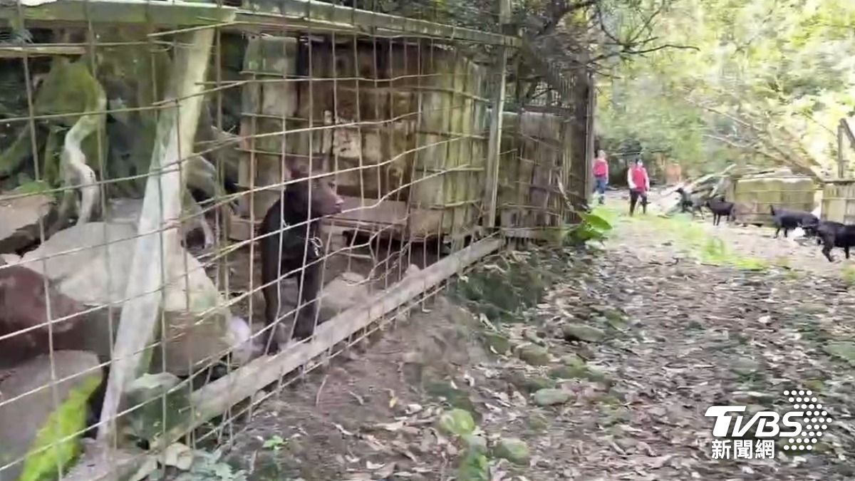 新店非法繁殖 68隻高砂犬淪生財工具 屍袋觸目驚心