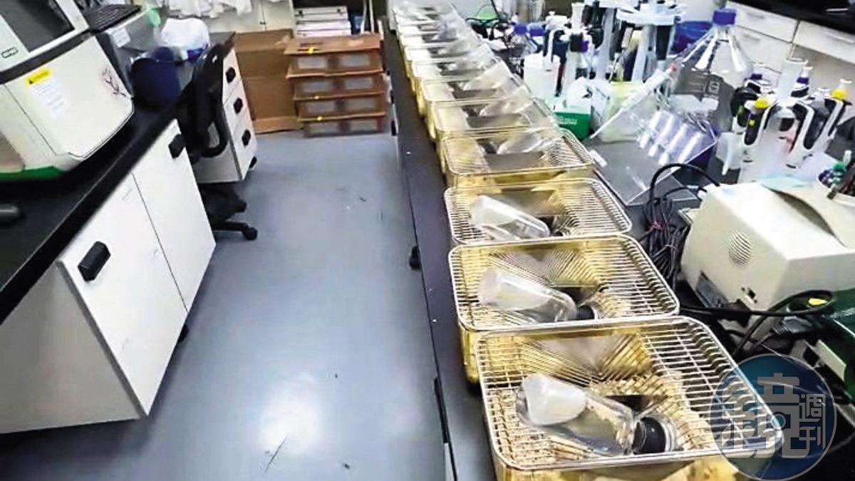 國光生技爆鼠亂1/逾百隻老鼠臭翻整棟樓 員工見驚悚景象超傻眼