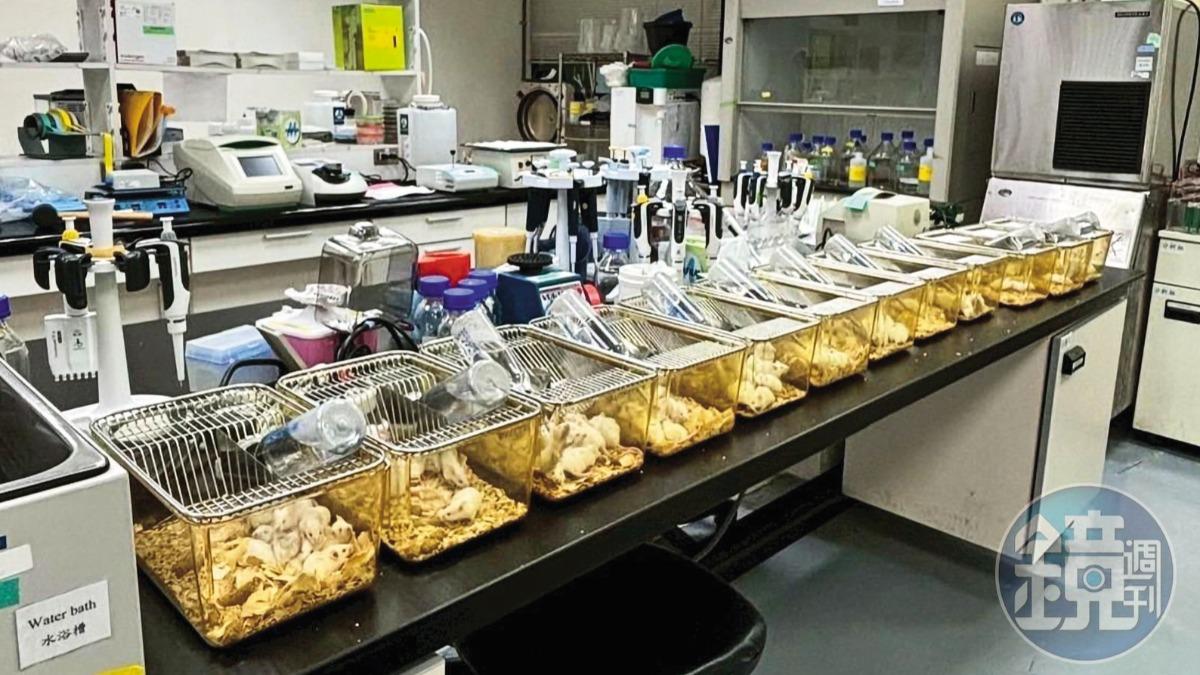 國光生技員工違規將120隻白老鼠放在實驗室3天，導致惡臭瀰漫、毛屑滿屋，造成嚴重汙染。（圖／讀者提供）