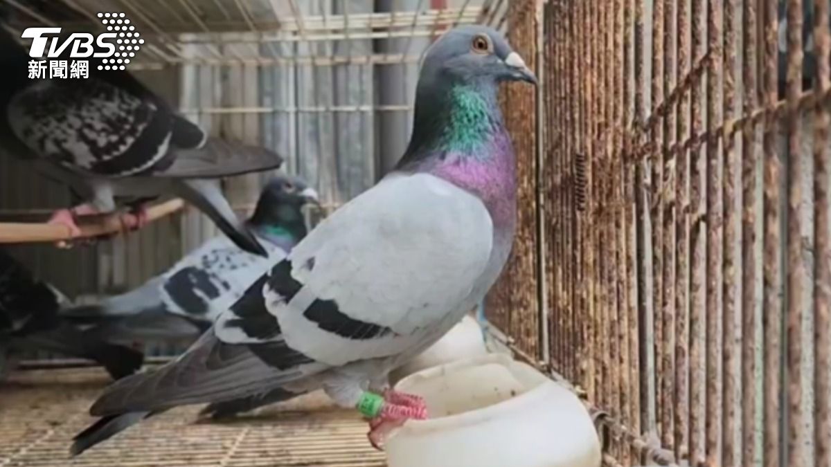 花蓮翁疑想獵捕食用!持槍朝鄰屋內「射傷鴿子」 下場慘了