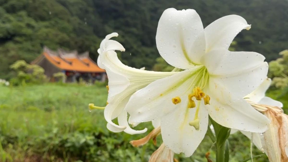 海上美境龜山島 百合花開成旅人最愛背景