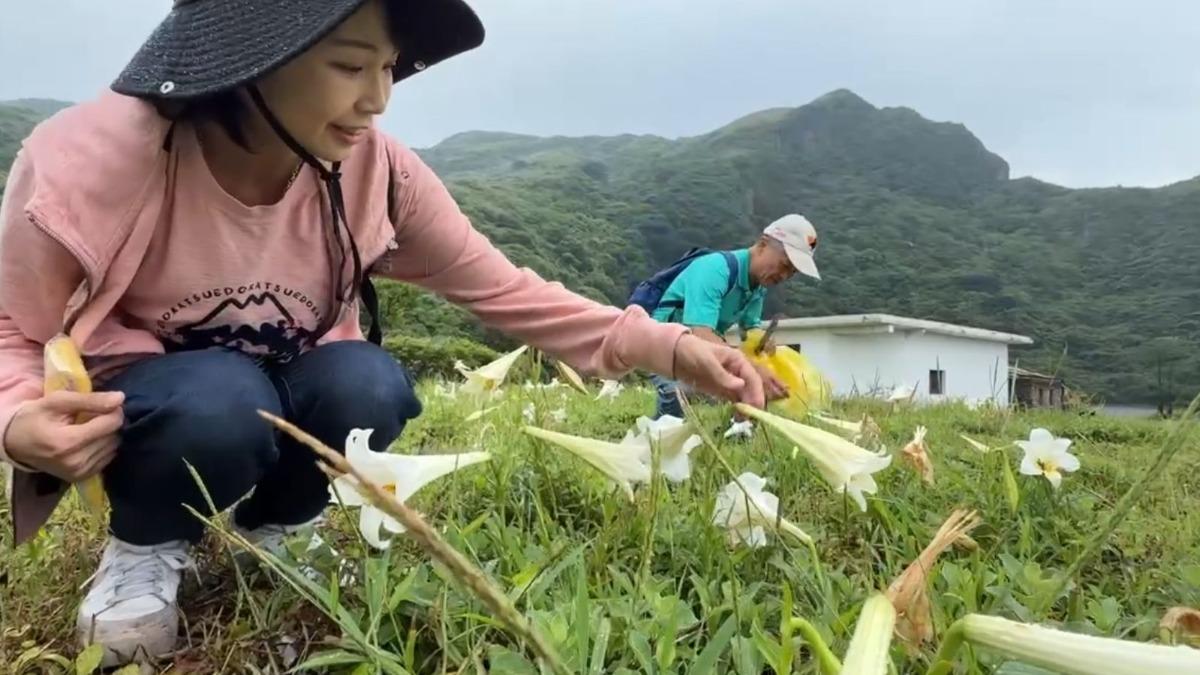 15公分就開花?百合用萌樣說生態有變?(圖/TVBS)