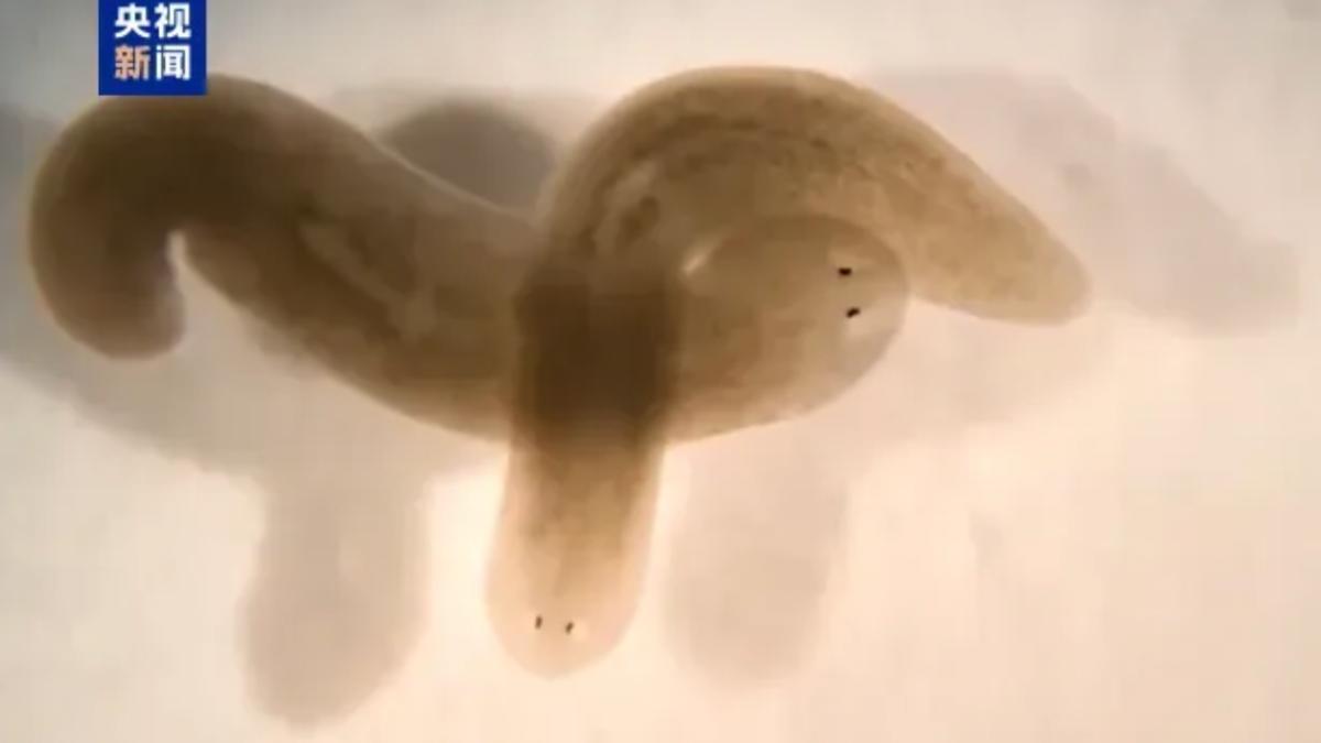 神舟二十號24日發射 首次帶「生物界孫悟空」渦蟲升空