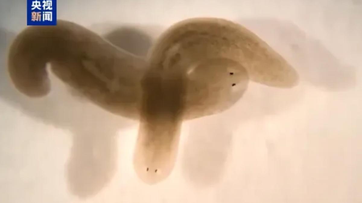 渦蟲是生物學研究中常用的動物實驗材料之一。(圖/央視新聞)