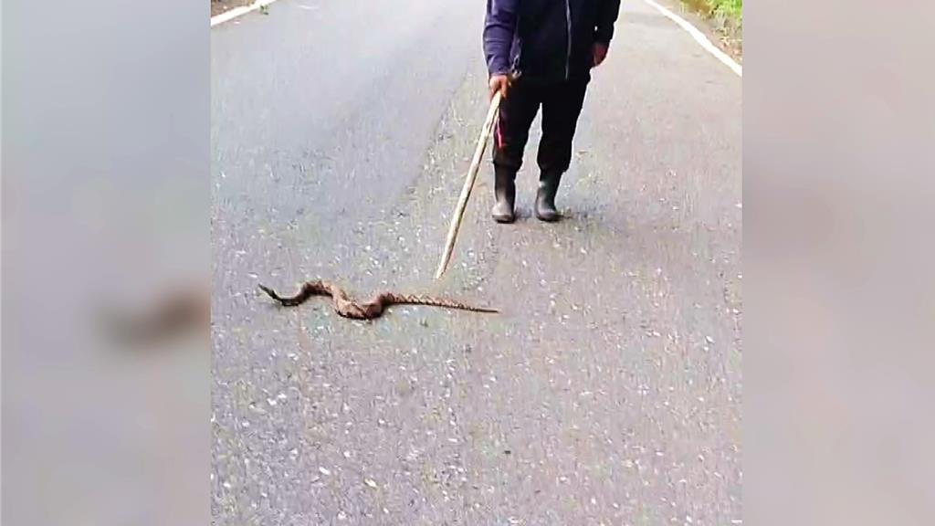 清潔隊員護送百步蛇離開馬路。(圖/民眾提供)