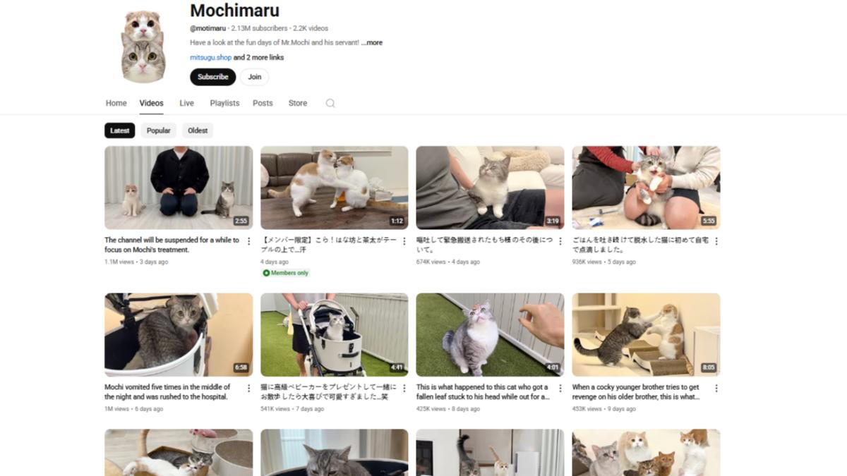 YouTube頻道mochimaru日記以紀錄2隻貓咪日常生活,吸引213萬粉絲訂閱。(圖/翻攝自 YouTube)