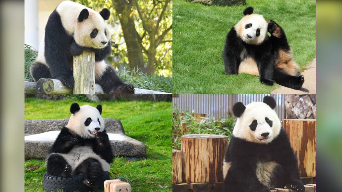 和歌山主題公園「冒險大世界」將4隻大貓熊歸還中國。(圖/翻攝自冒險大世界官網)