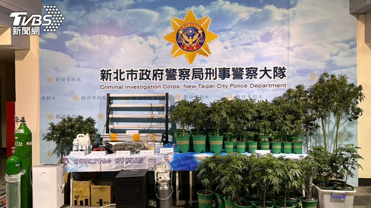 警方查獲大麻植株。(圖/TVBS)