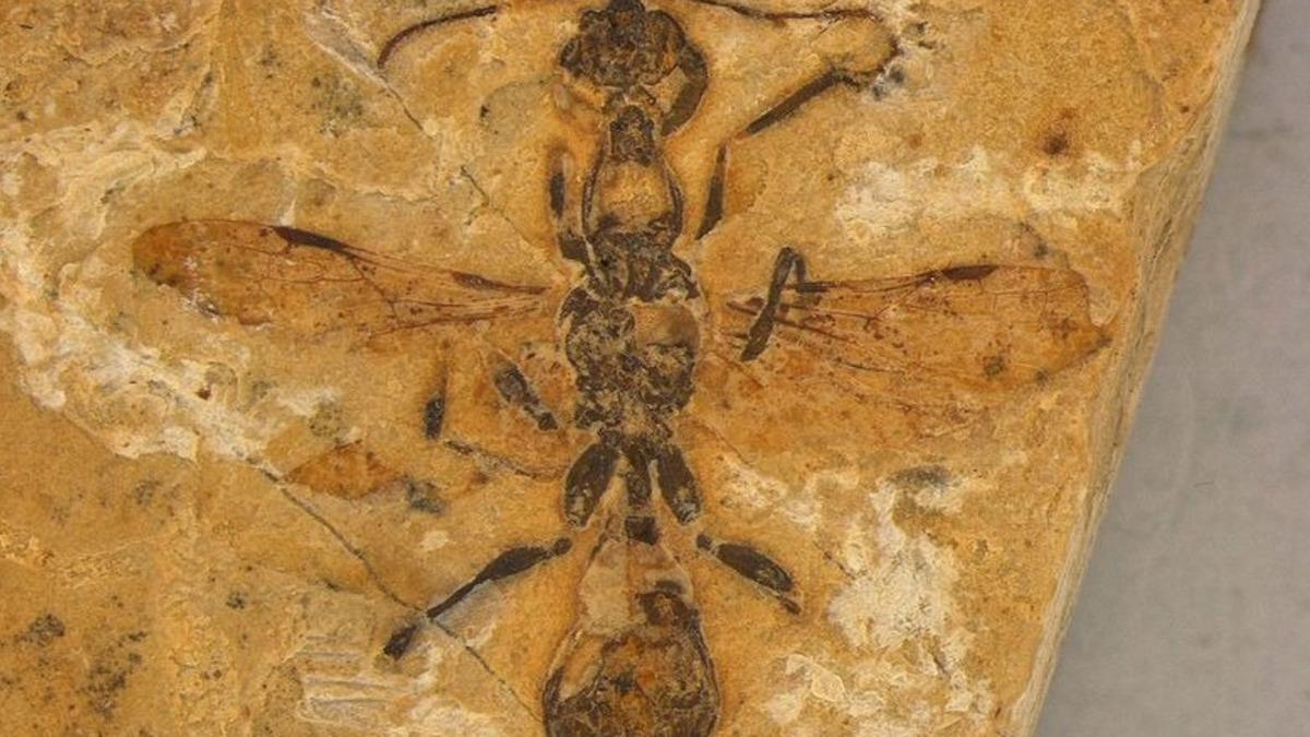 巴西發現1.13億年前「地獄蟻」化石 擁彎刀狀顎部可刺穿獵物
