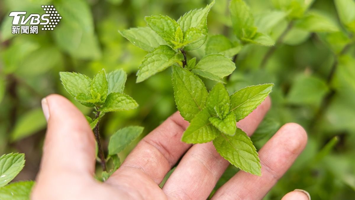 不只清涼!每天吸聞薄荷15分鐘 醫:這成分讓大腦免疫力變好