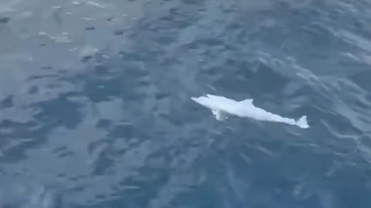 「三萬分之一奇蹟！」宜蘭烏石港驚現白子飛旋海豚 全船沸騰。(圖/翻攝Facebook凱鯨號賞鯨船)