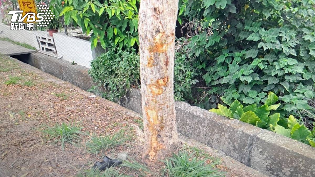 屏東自撞車禍,撞擊力道之大導致樹皮被削掉,姚女則傷重不治。(圖/TVBS)