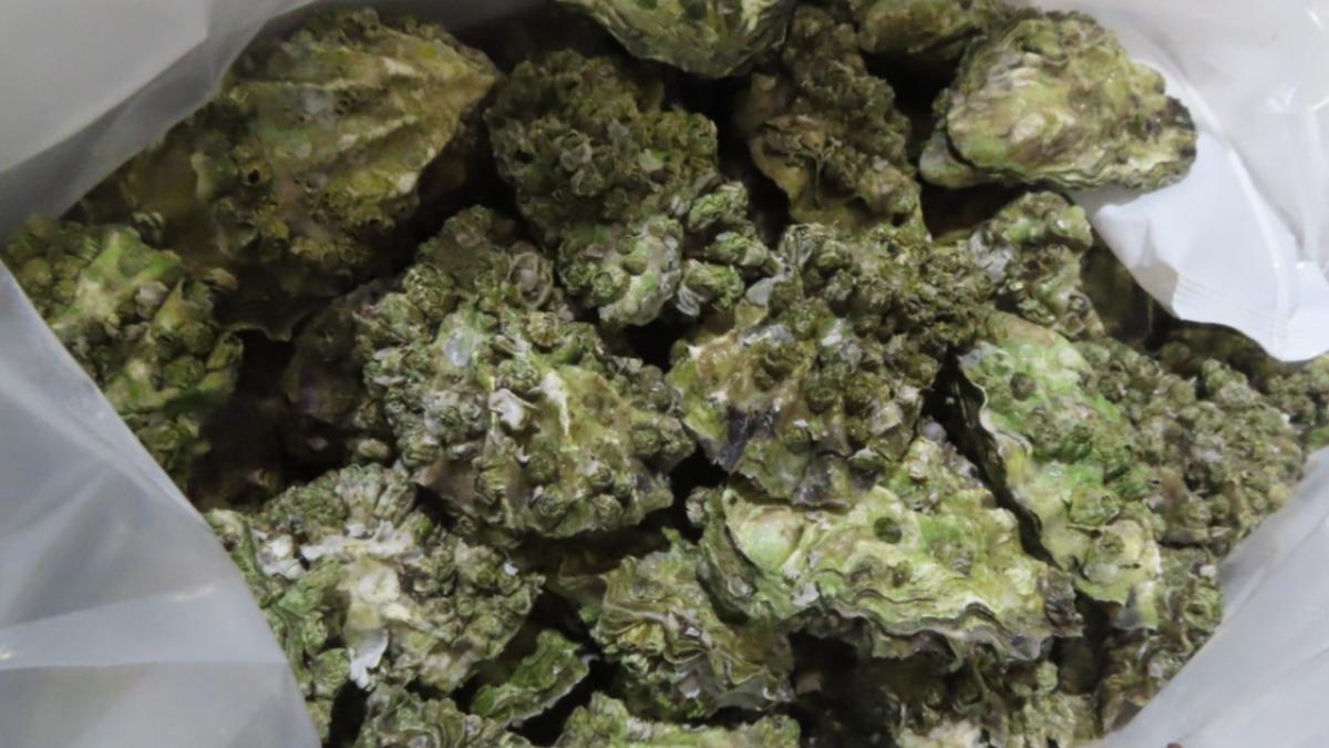 美國生蠔同樣被檢出含有重金屬。（圖／食藥署提供）