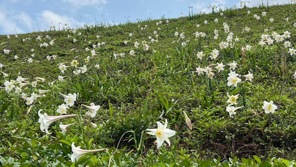 預計花期將持續至5月中旬,請民眾把握時間。(圖/北觀處提供)