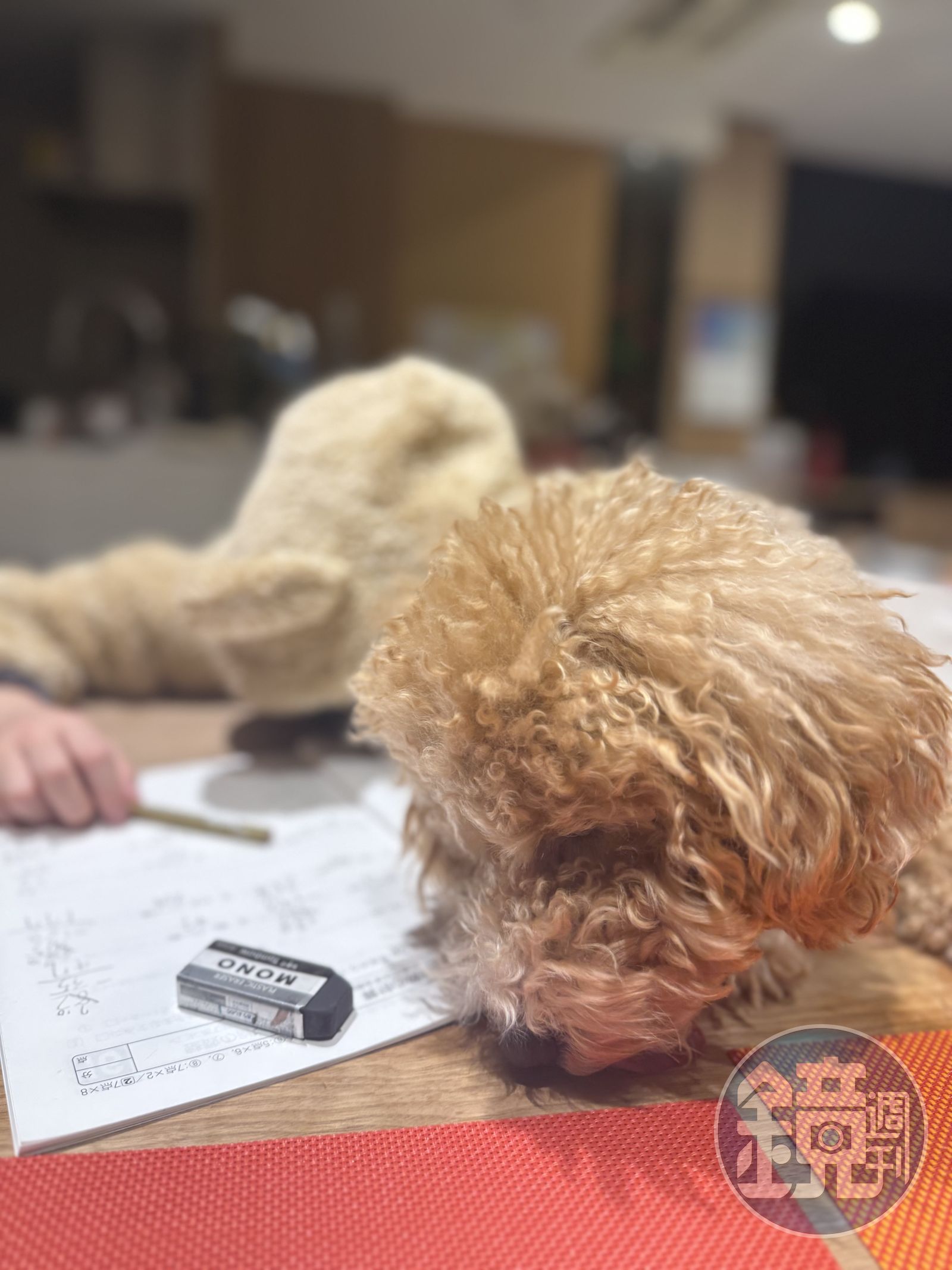 麻衣兒子跟愛犬就像是兄弟一般的相處。（圖／讀者提供）