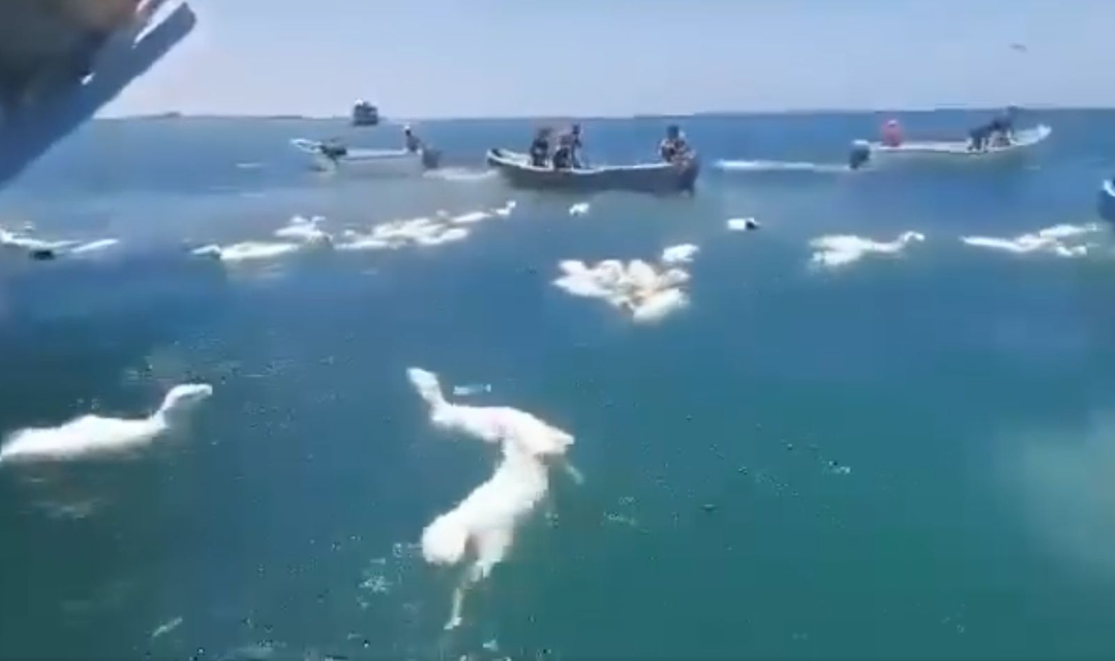 數千隻羊在大海中載浮載沉。（圖／翻攝自 Israel Against Live Shipments粉絲專頁）