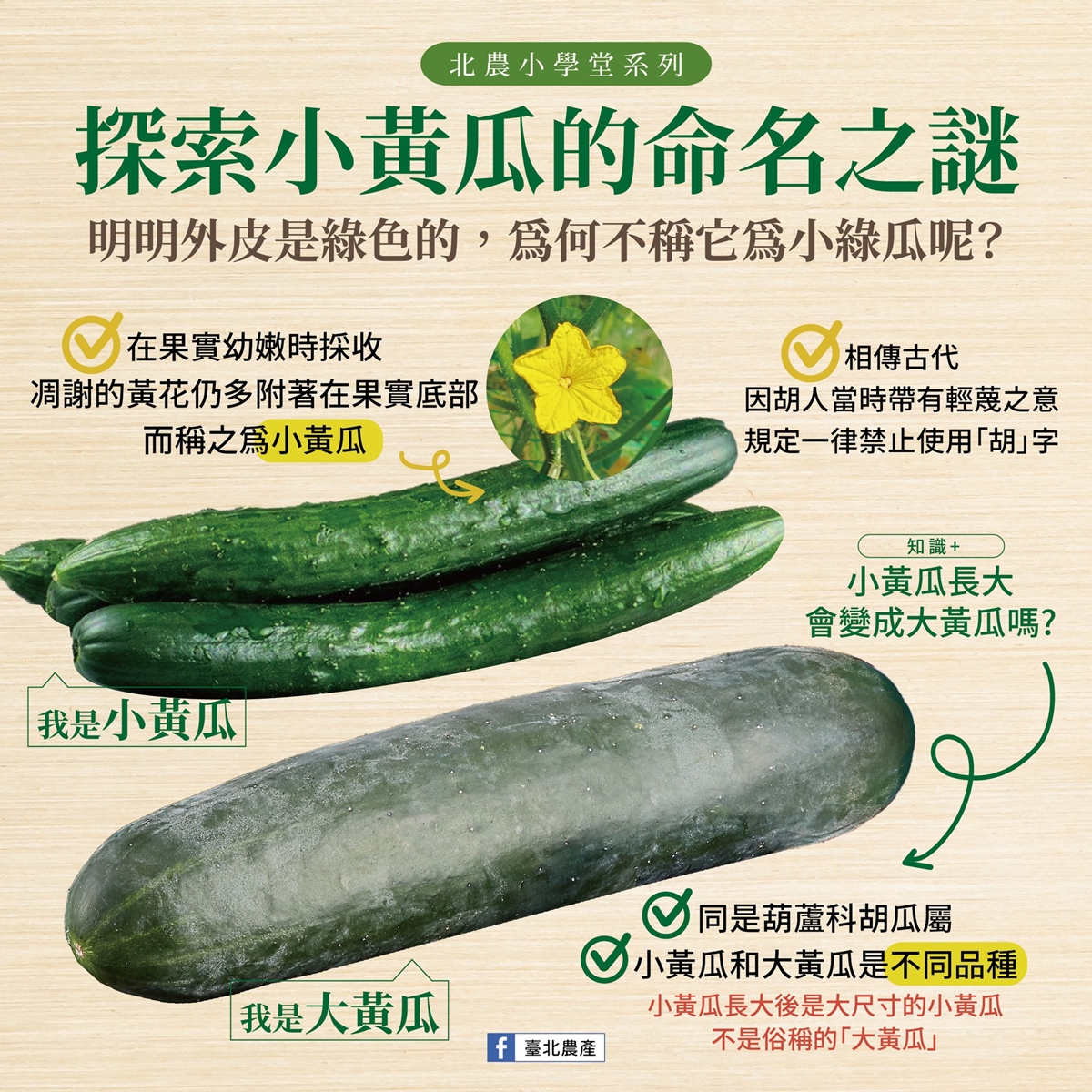 小黃瓜並不是大黃瓜小時候。(圖/北農提供)