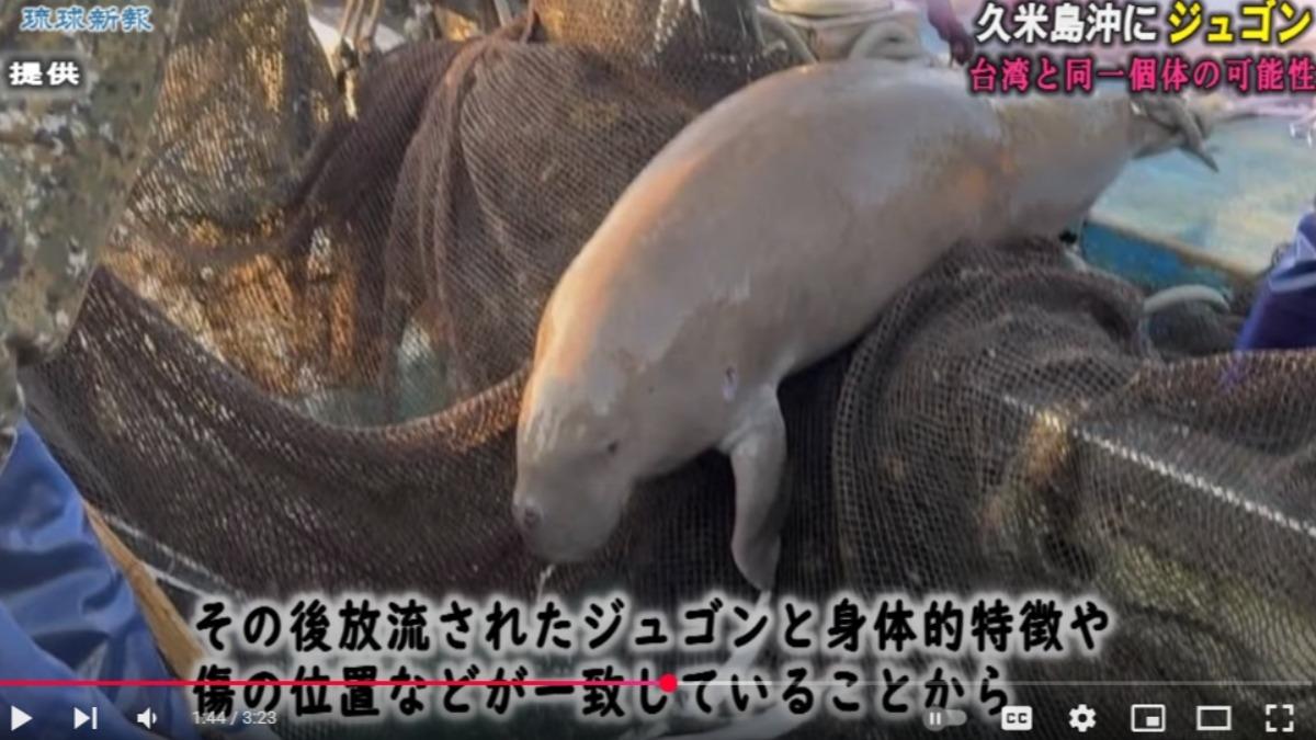 時隔6年!沖繩外海驚見「美人魚」儒艮 推測從台灣順黑潮北上