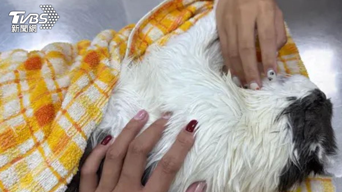 飼主悲慟表示業者試圖承擔急診、喪葬費用以減輕愧疚感。（圖／翻攝自Dcard）