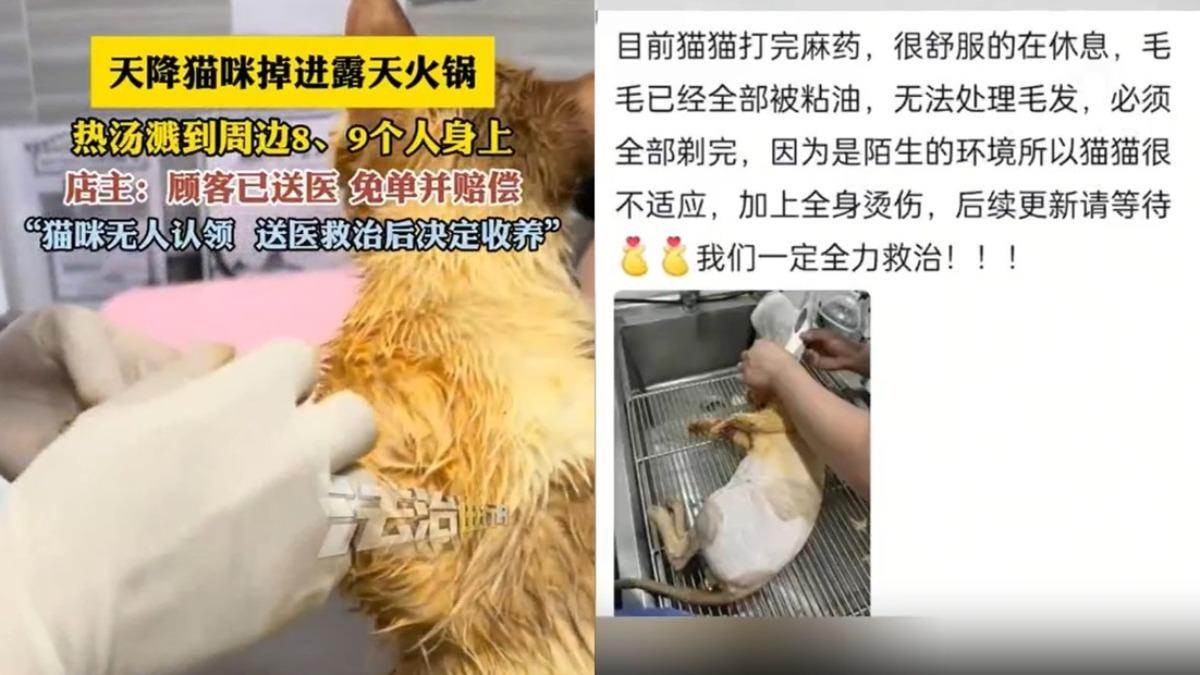 店家帶貓去獸醫院治療。（圖／翻攝自微博）