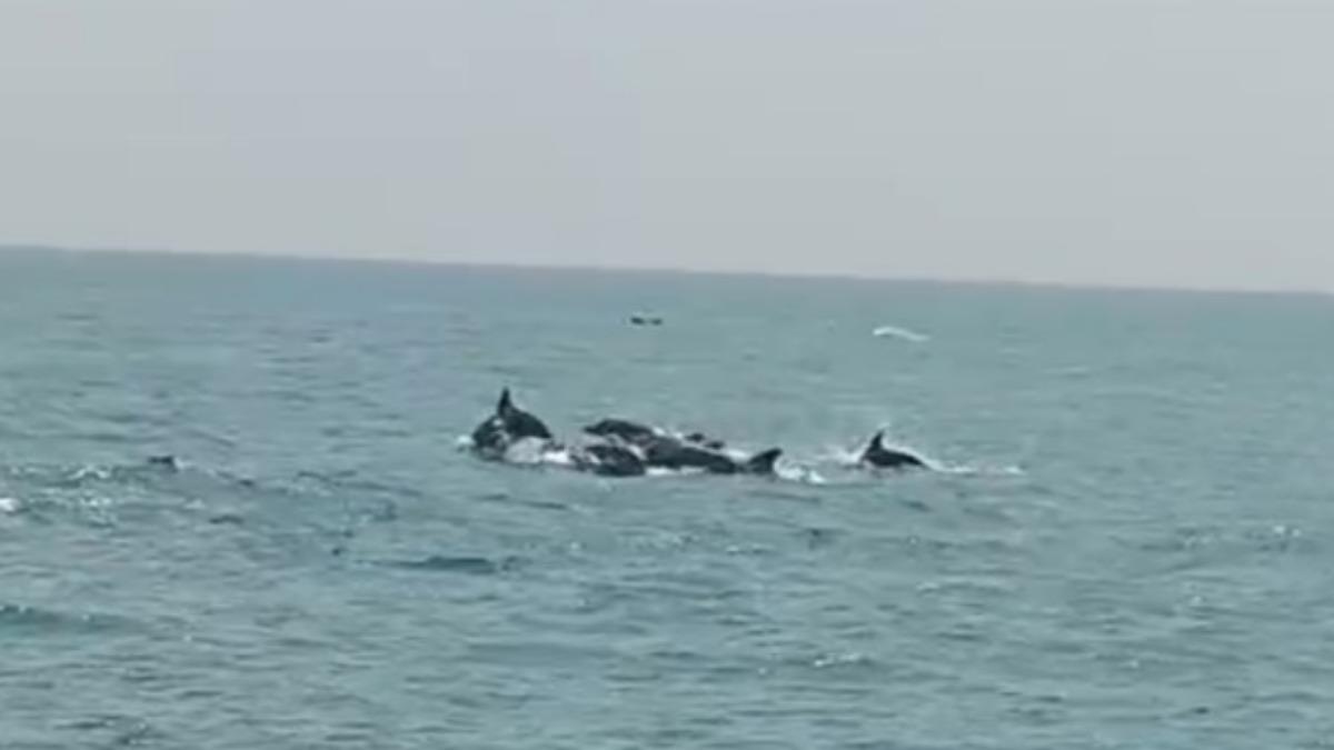 海豚大軍出沒!基隆娛樂船秒變海洋劇場。(圖/名隆號提供)